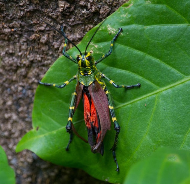 A very colourful grasshopper.